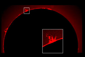 Sonnenfotografie mit Protuberanzenansatz